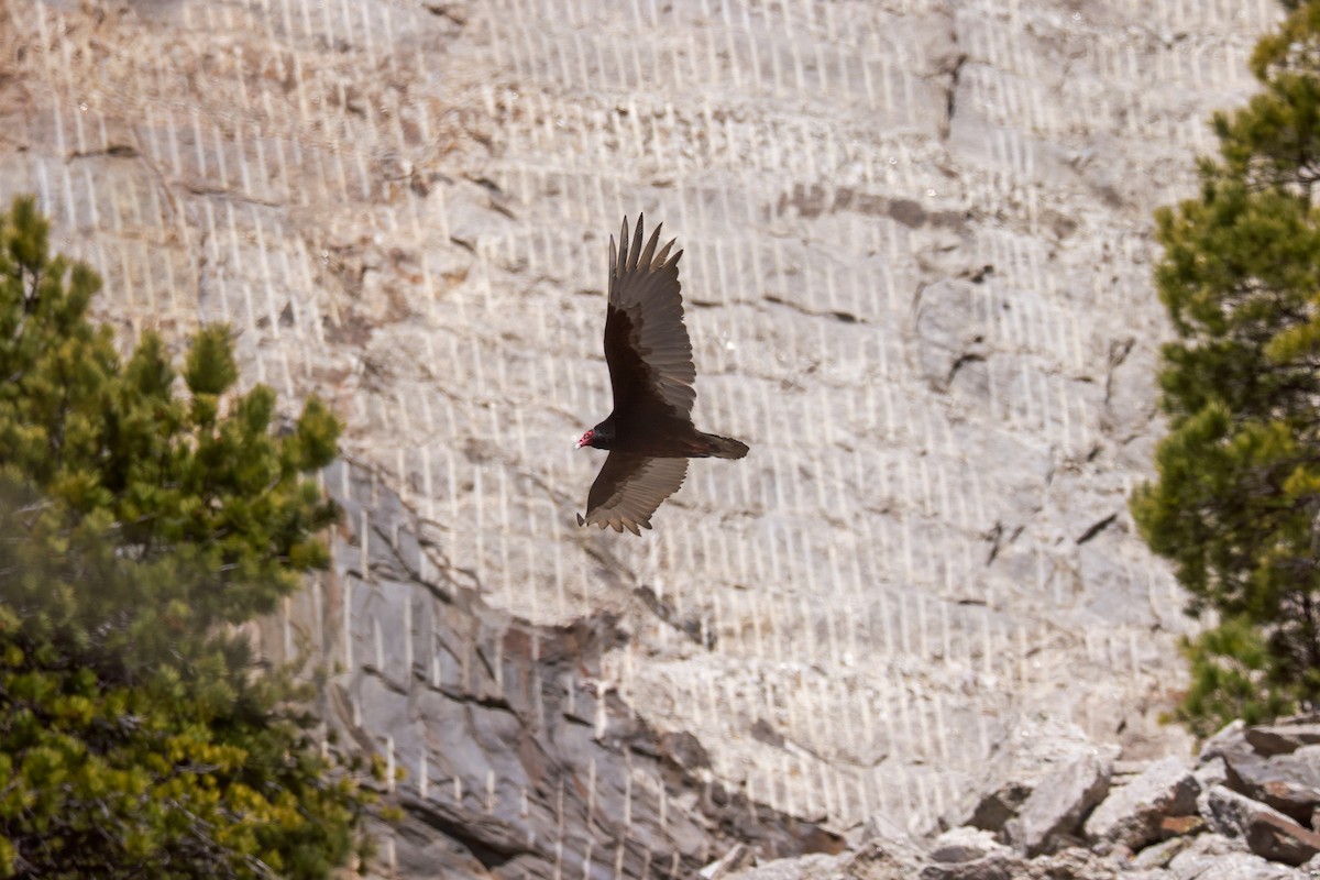Turkey Vulture - ML618338934
