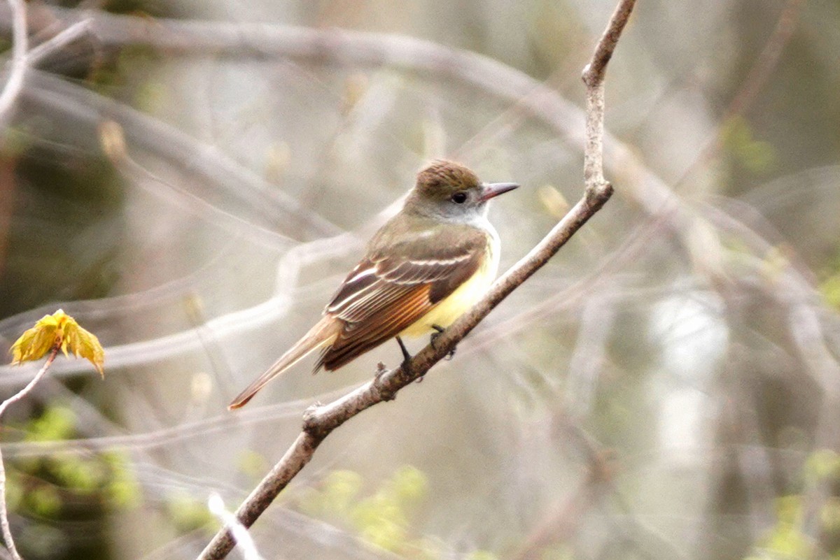 Great Crested Flycatcher - ML618338938
