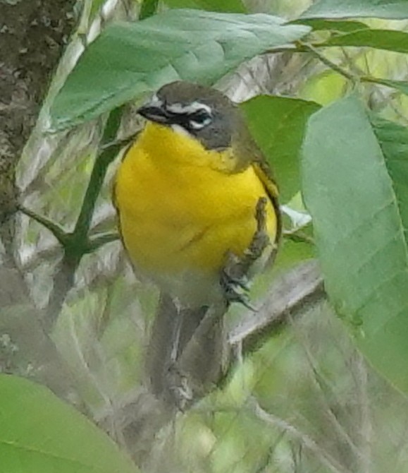 Yellow-breasted Chat - ML618338959