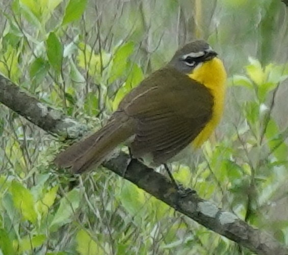 Yellow-breasted Chat - ML618338960