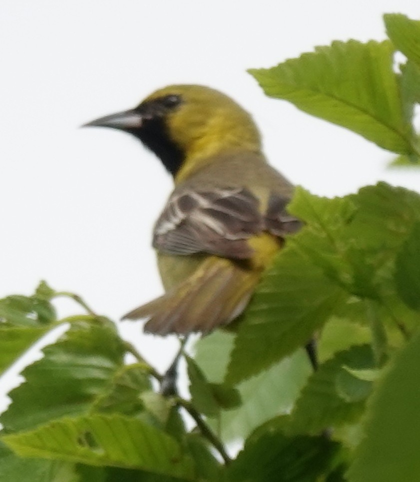 Orchard Oriole - ML618338973