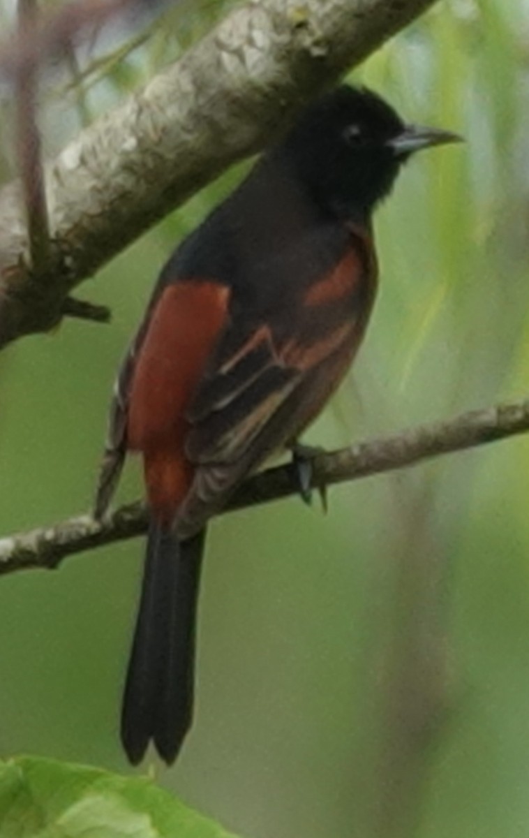 Orchard Oriole - ML618338974