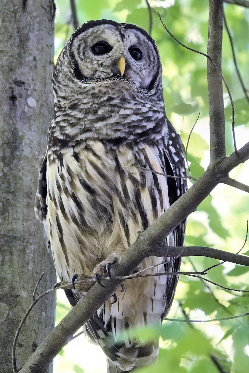 Barred Owl - Alan Mitchnick