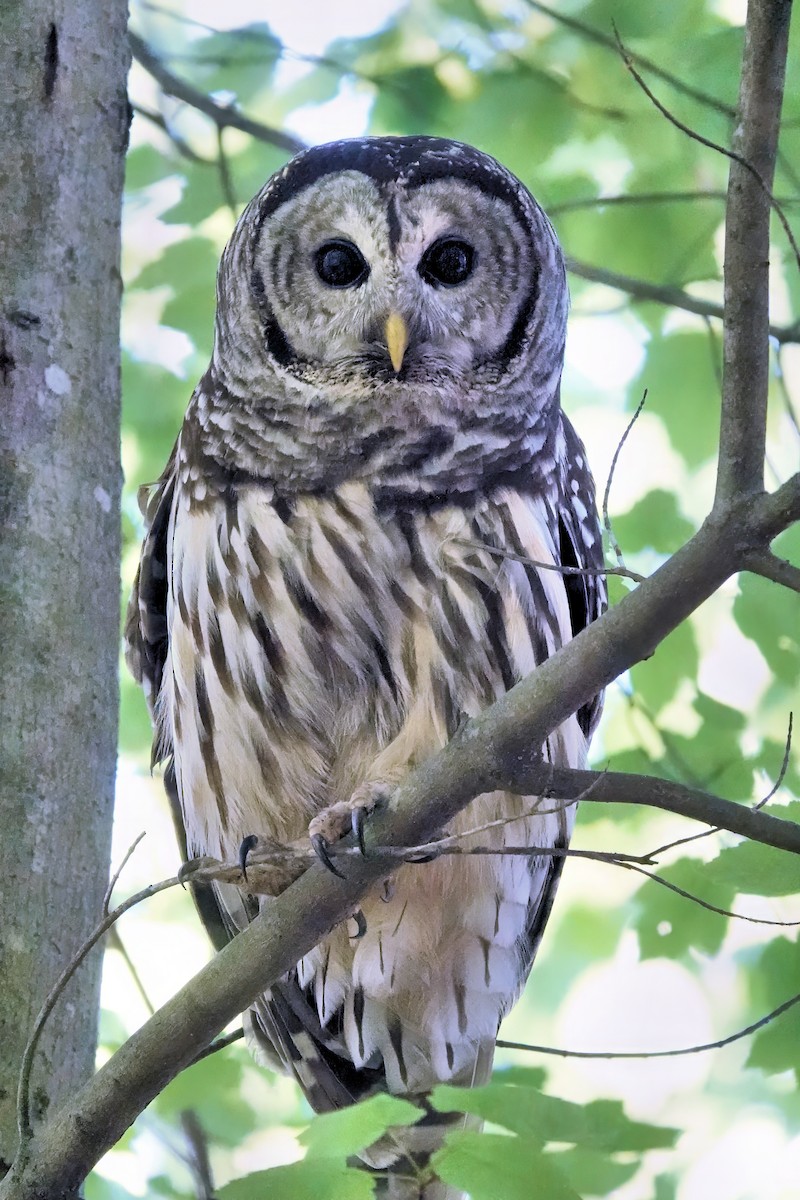 Barred Owl - ML618339007