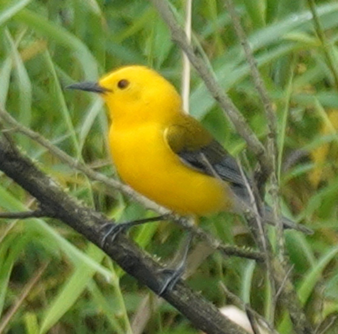 Prothonotary Warbler - ML618339012