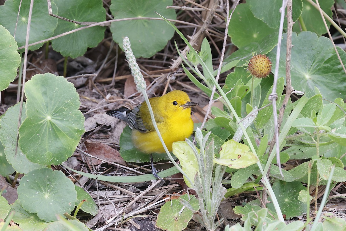 Prothonotary Warbler - Adrian Lakin