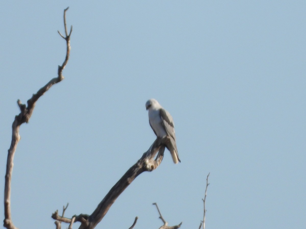 White-tailed Kite - ML618339026