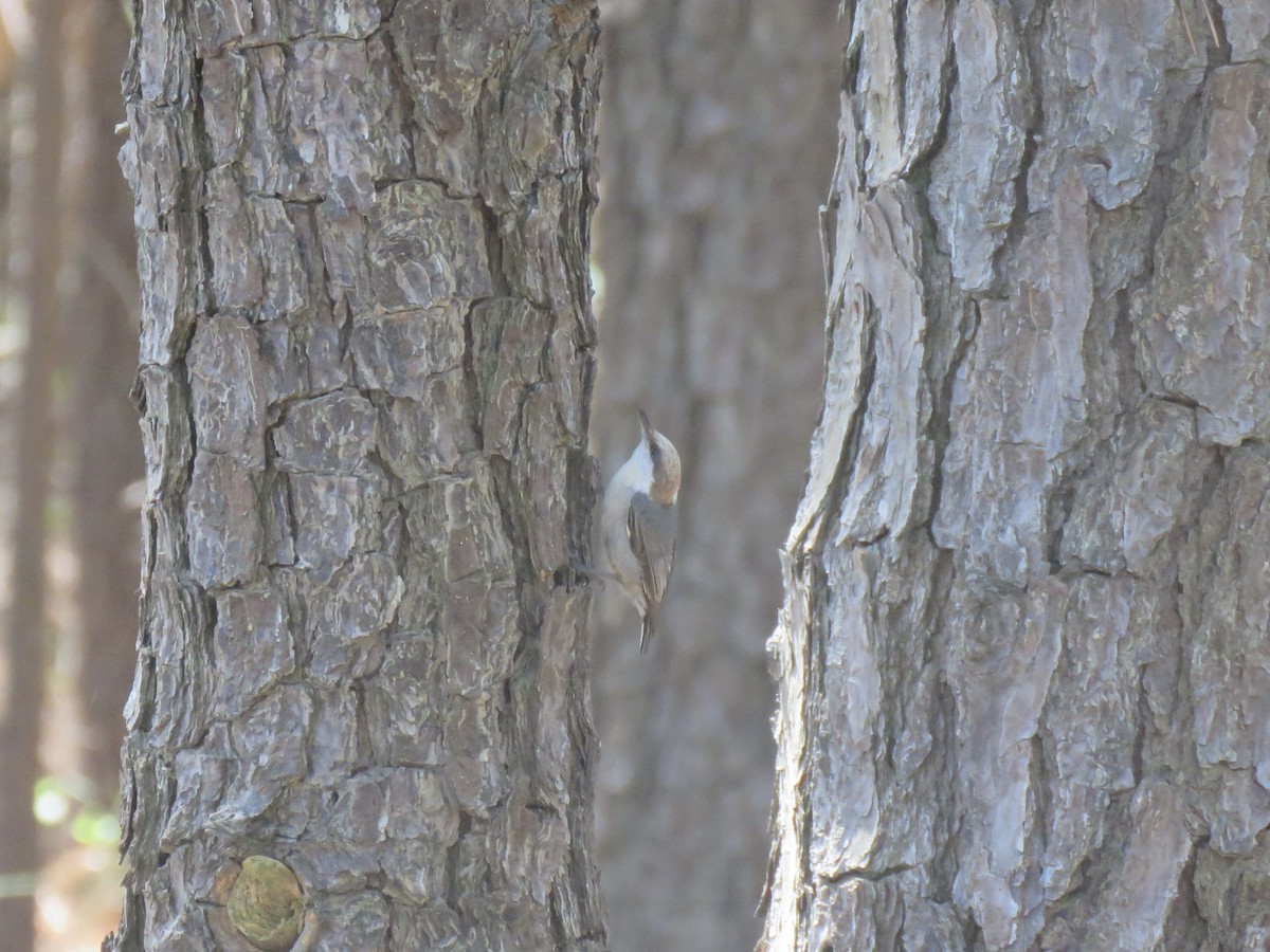 Brown-headed Nuthatch - ML618339052