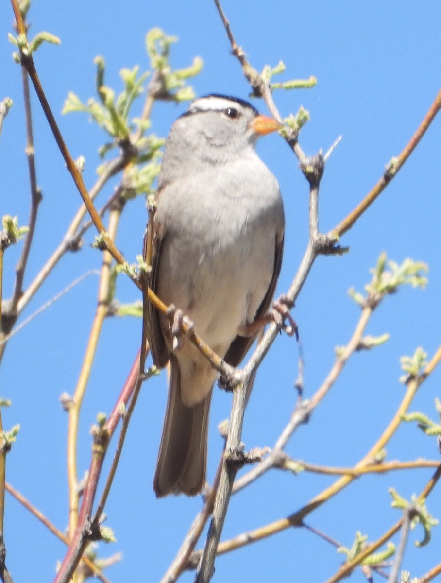 White-crowned Sparrow - ML618339056