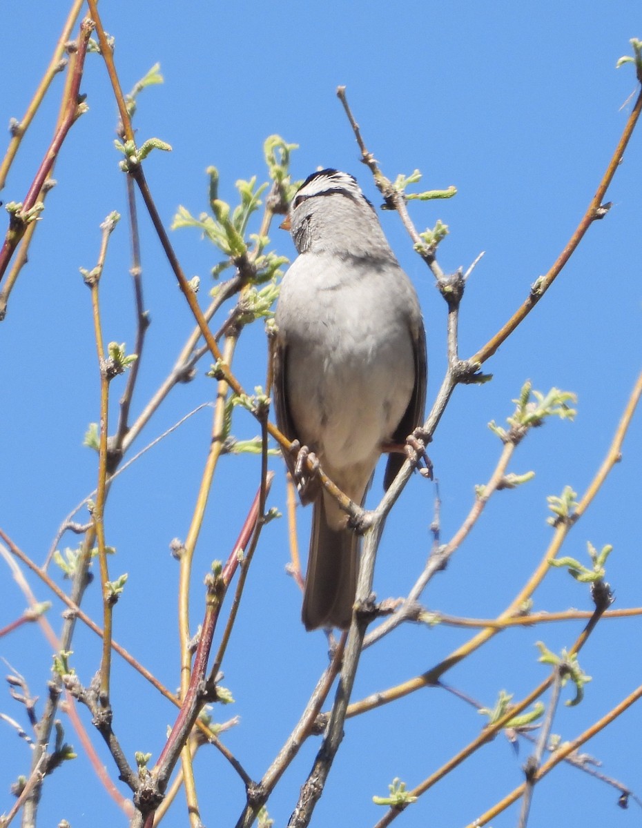 White-crowned Sparrow - Rodney Macready
