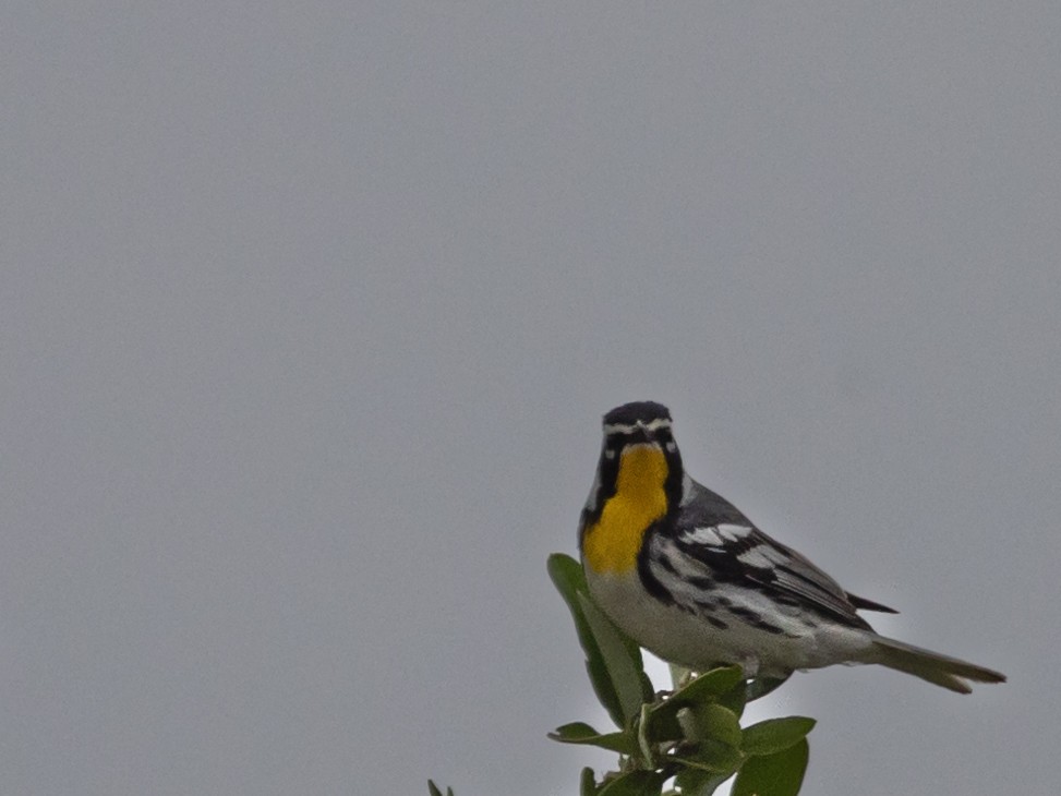 Yellow-throated Warbler - ML618339059