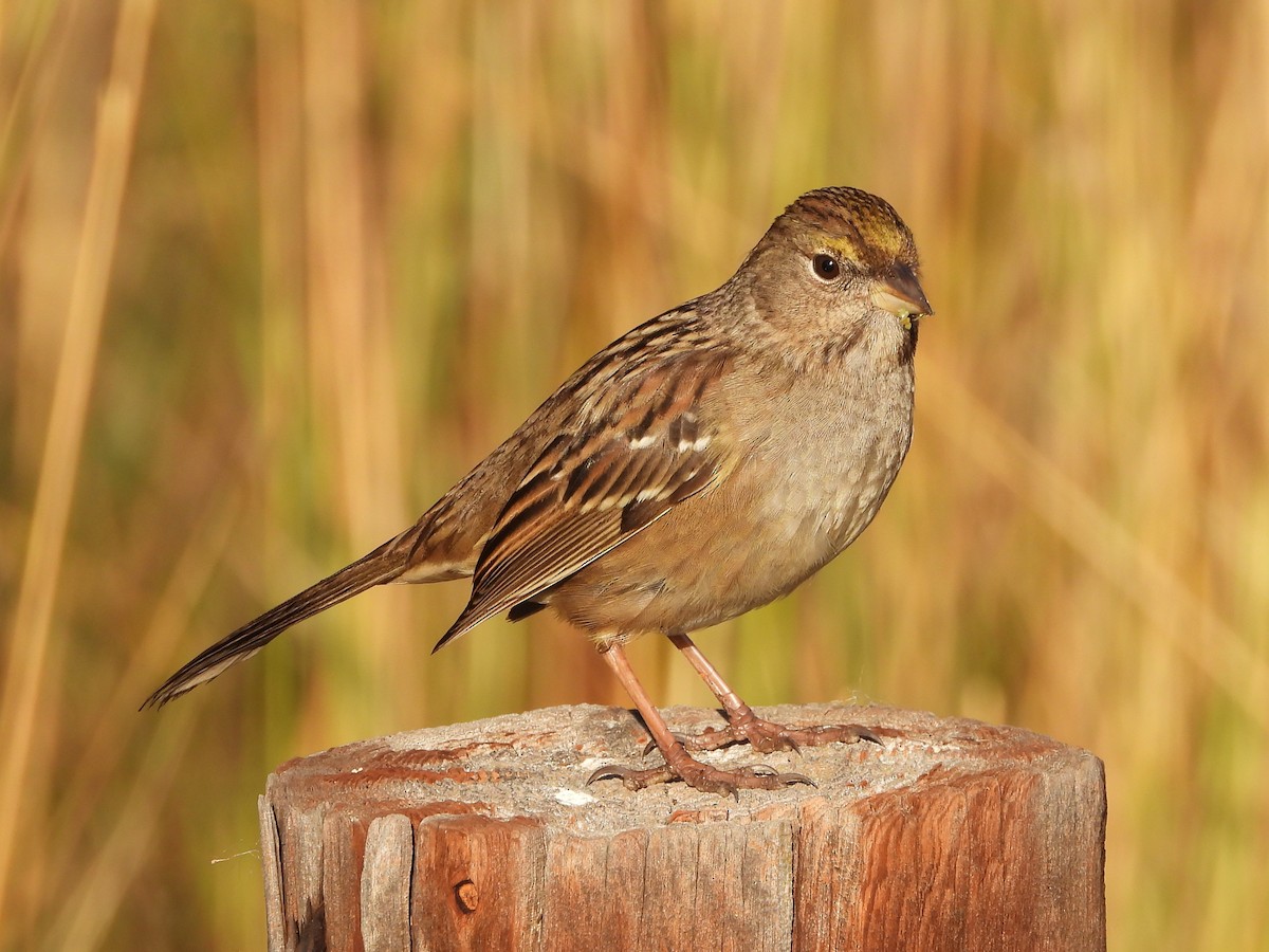 Golden-crowned Sparrow - ML618339061