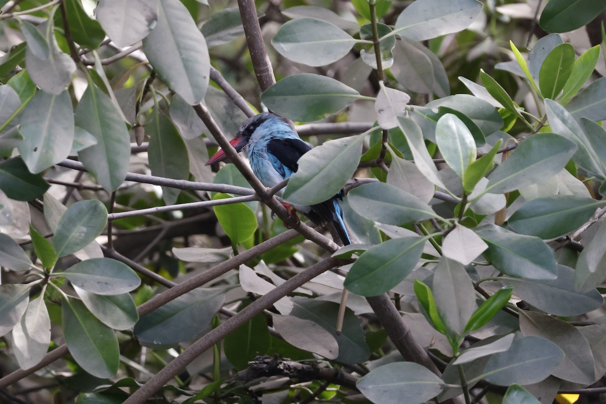 Blue-breasted Kingfisher - Mathieu Soetens
