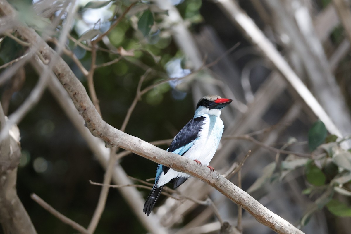 Blue-breasted Kingfisher - ML618339072