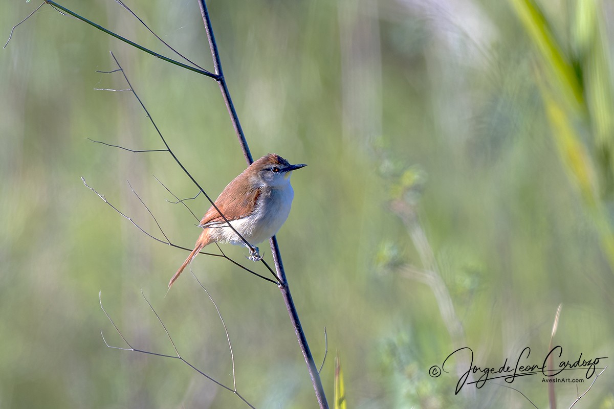Yellow-chinned Spinetail - ML618339100