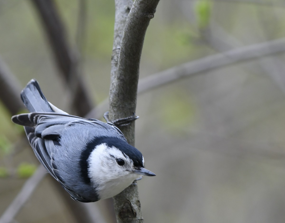 White-breasted Nuthatch - ML618339102