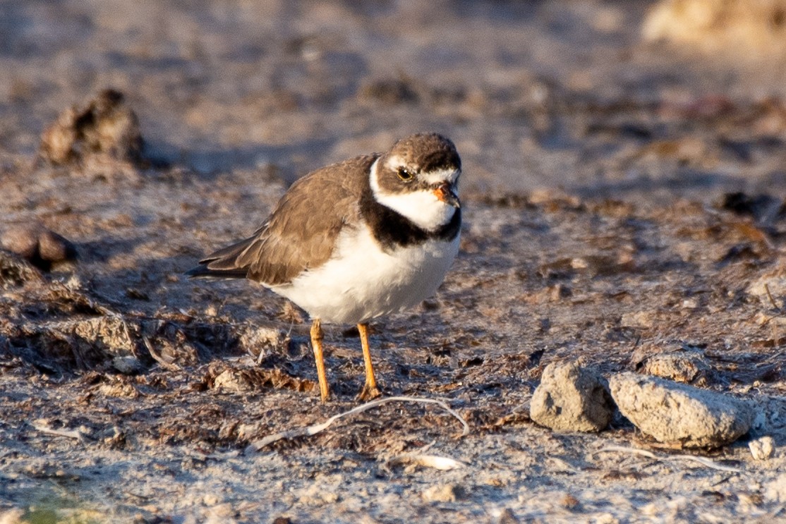 Semipalmated Plover - ML618339109