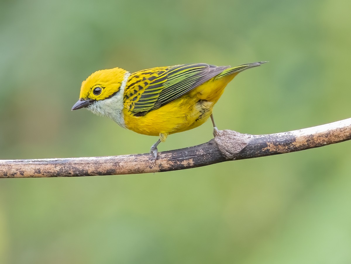 Silver-throated Tanager - ML618339142