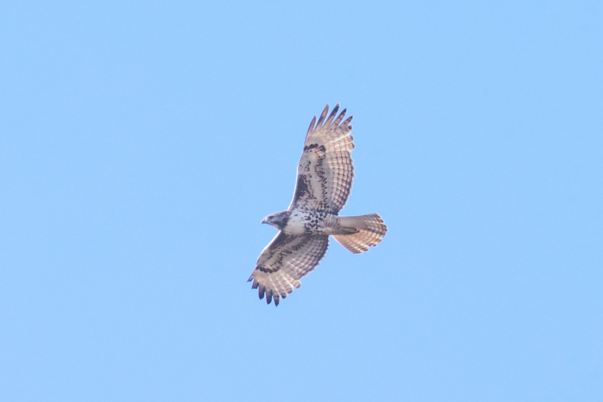 Red-tailed Hawk - ML618339147