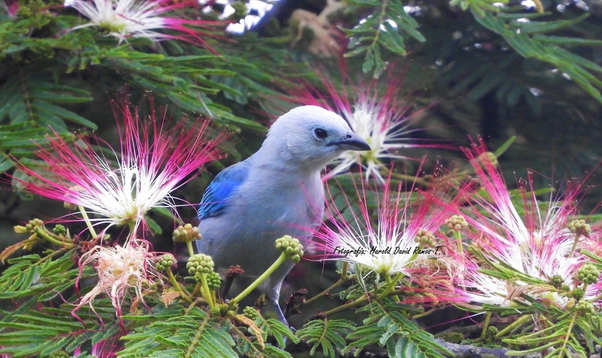 Blue-gray Tanager - ML618339152