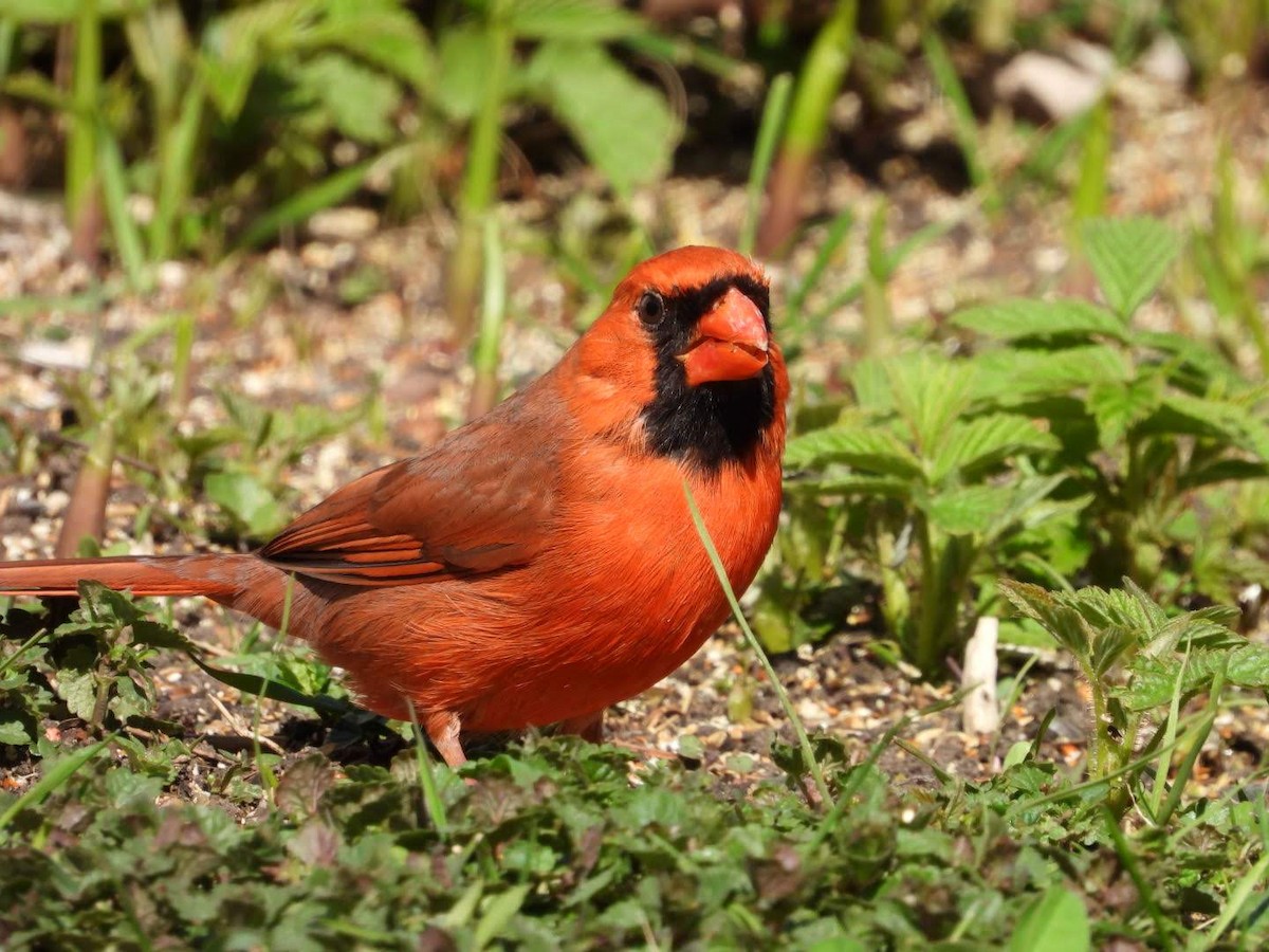 Cardinal rouge - ML618339159