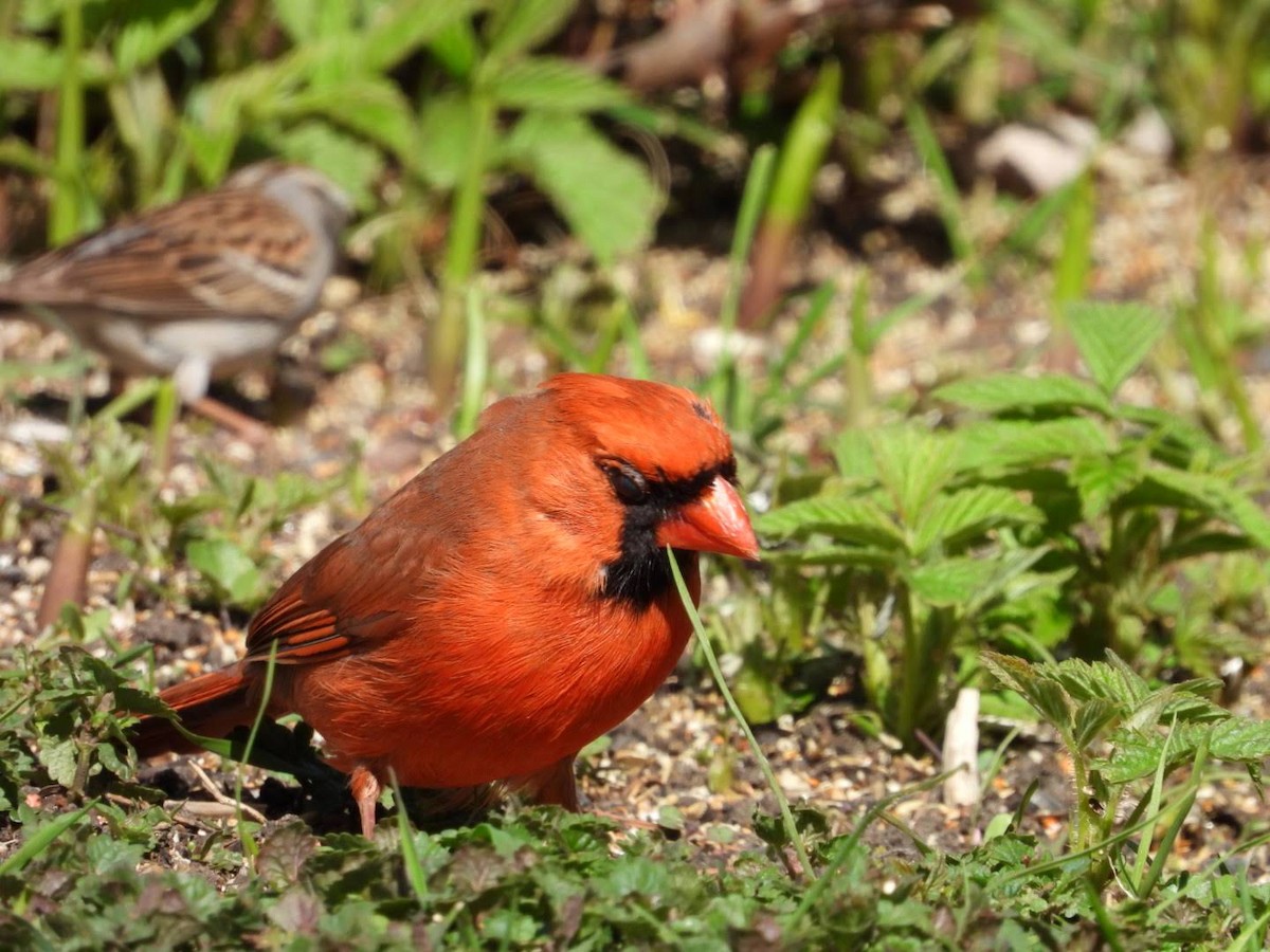 Cardinal rouge - ML618339175