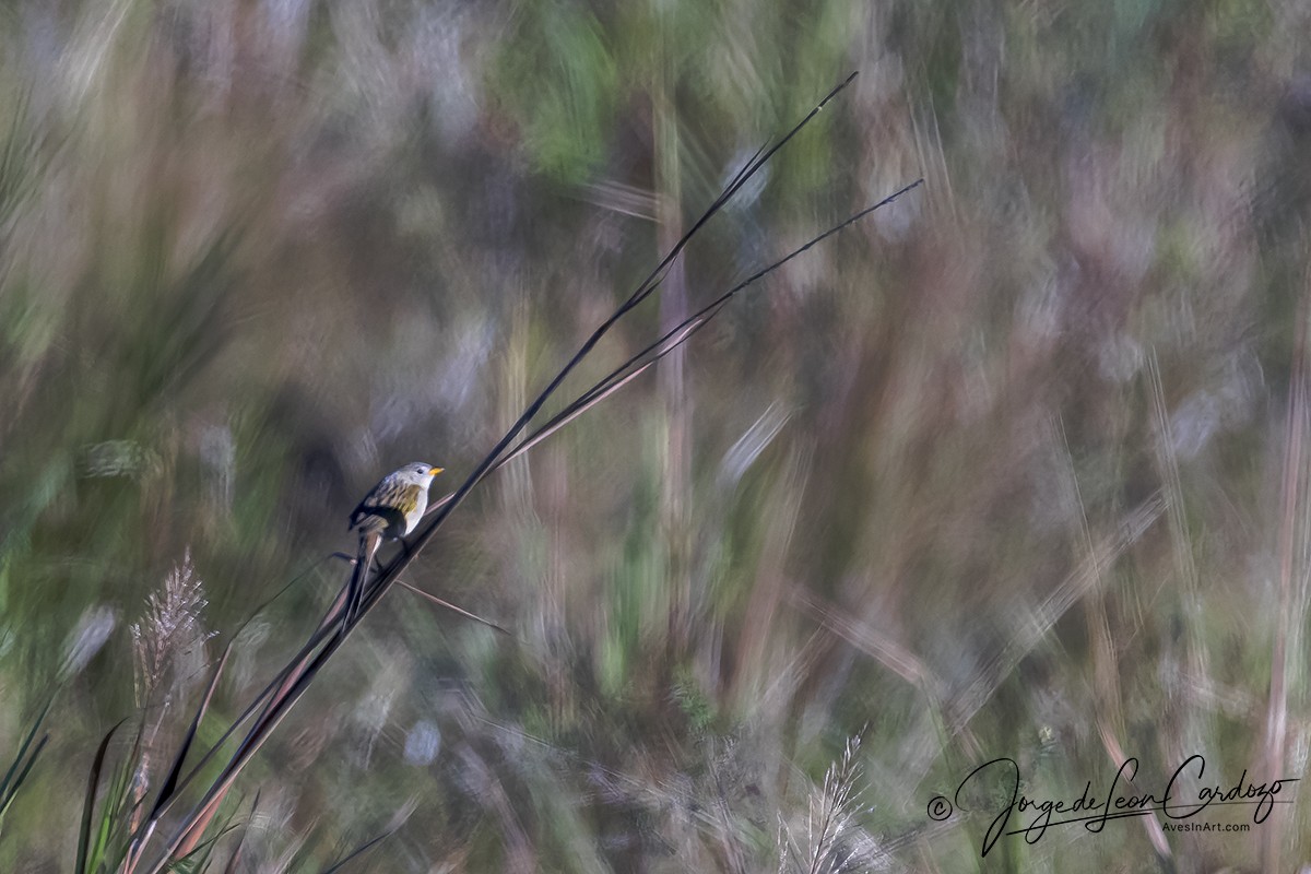 Wedge-tailed Grass-Finch - ML618339176