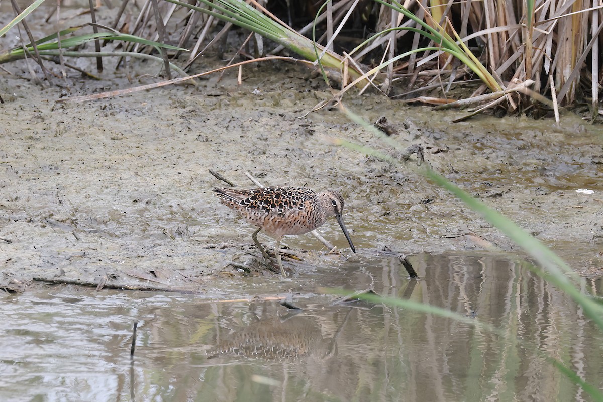 Long-billed Dowitcher - ML618339177