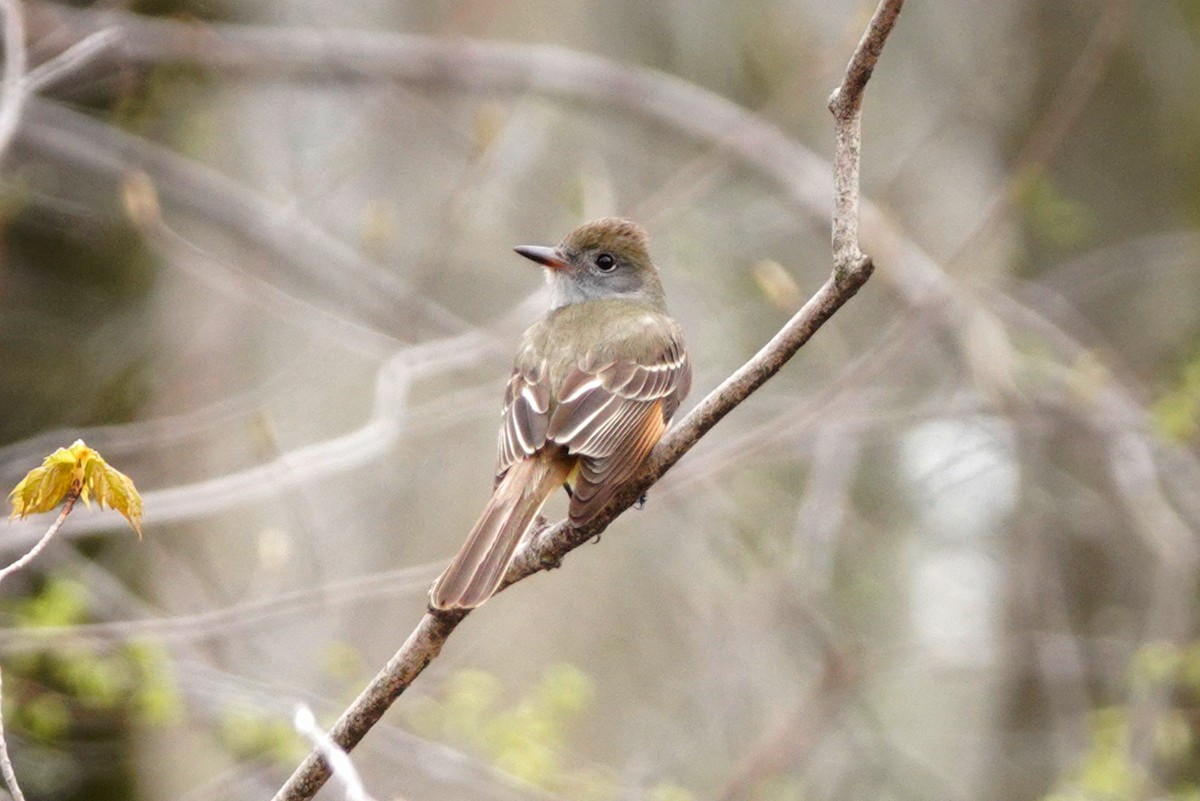 Great Crested Flycatcher - ML618339181
