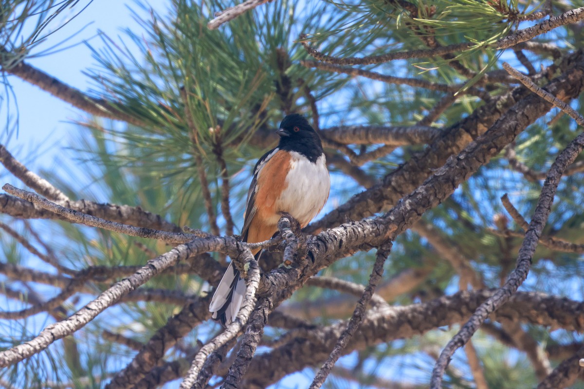 Spotted Towhee - ML618339224