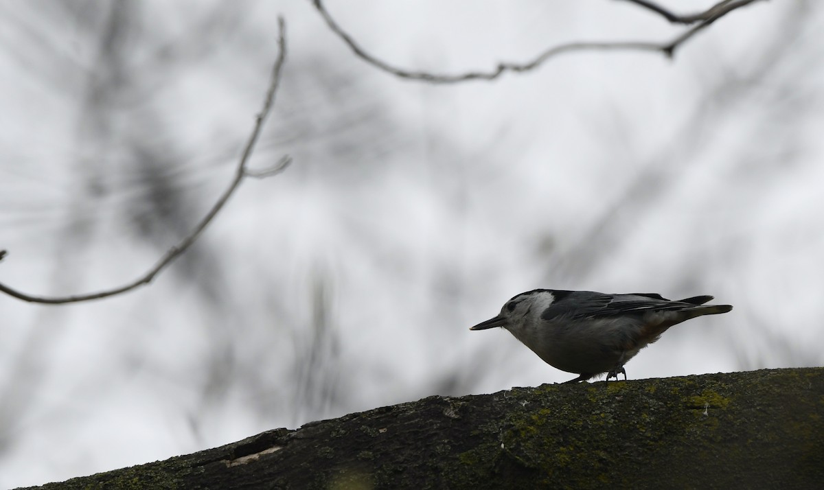 White-breasted Nuthatch - ML618339257