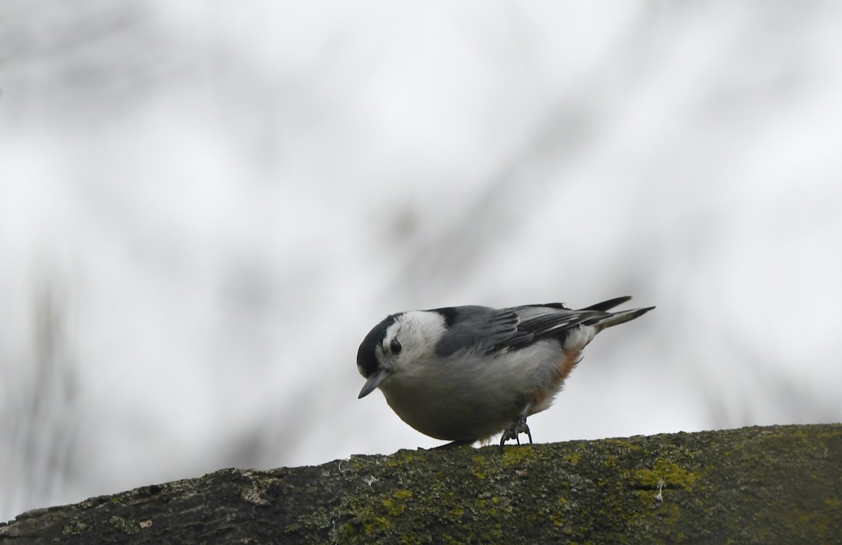 White-breasted Nuthatch - ML618339258
