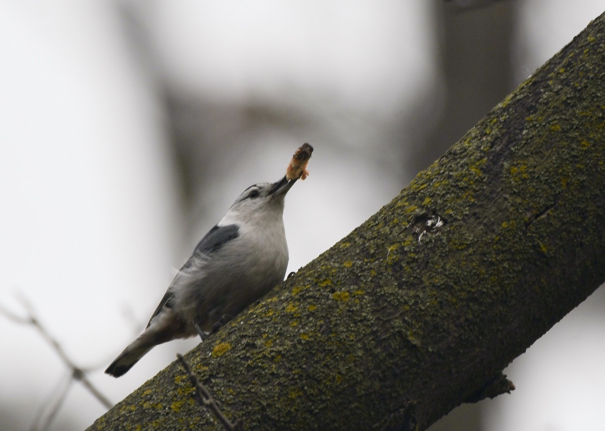 White-breasted Nuthatch - ML618339259