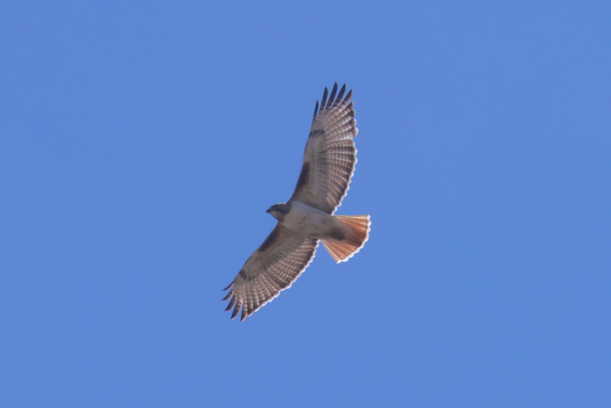 Red-tailed Hawk (borealis) - ML618339280