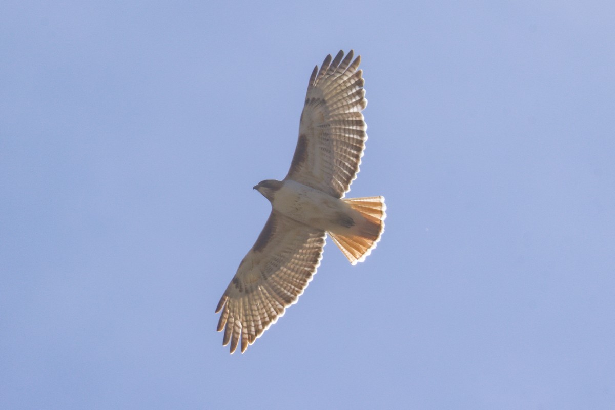 Red-tailed Hawk (borealis) - ML618339281