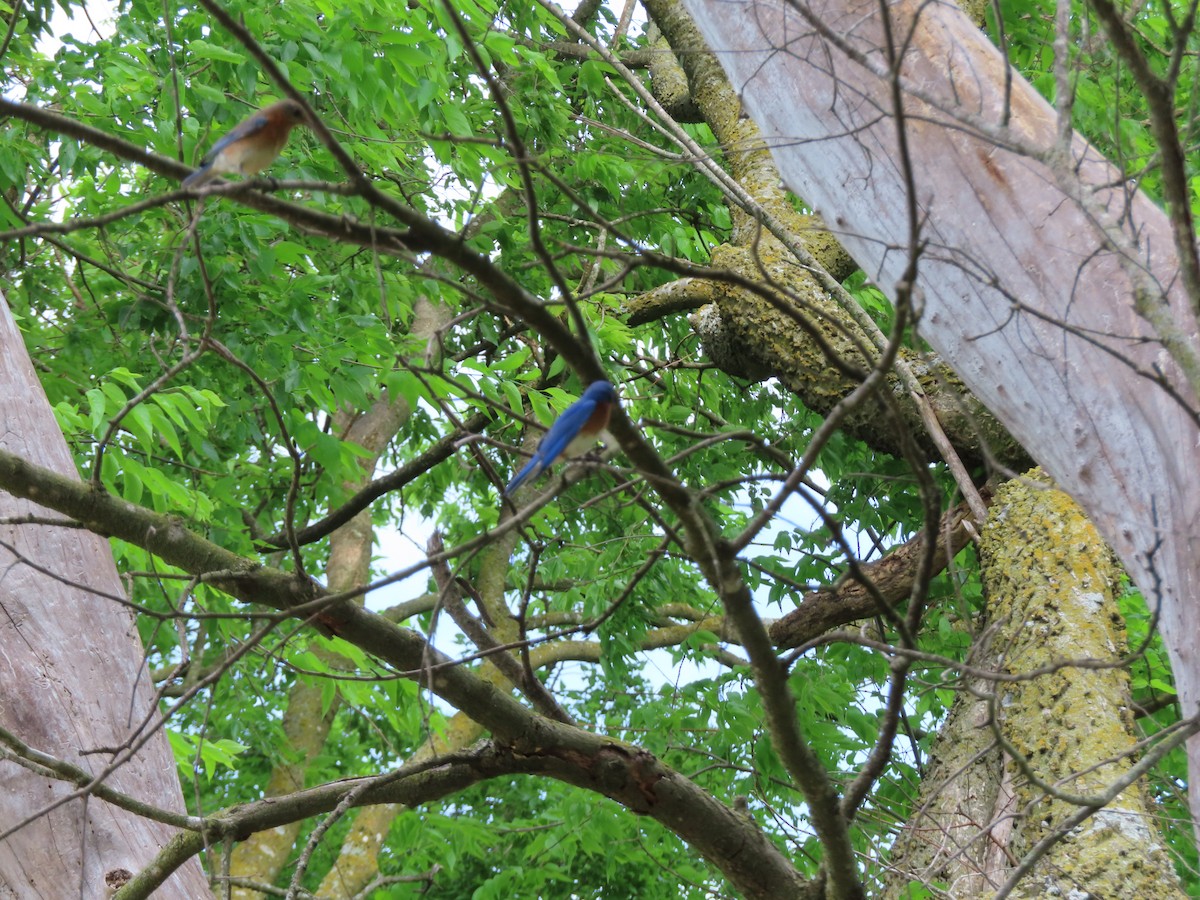 Eastern Bluebird - patty kirk