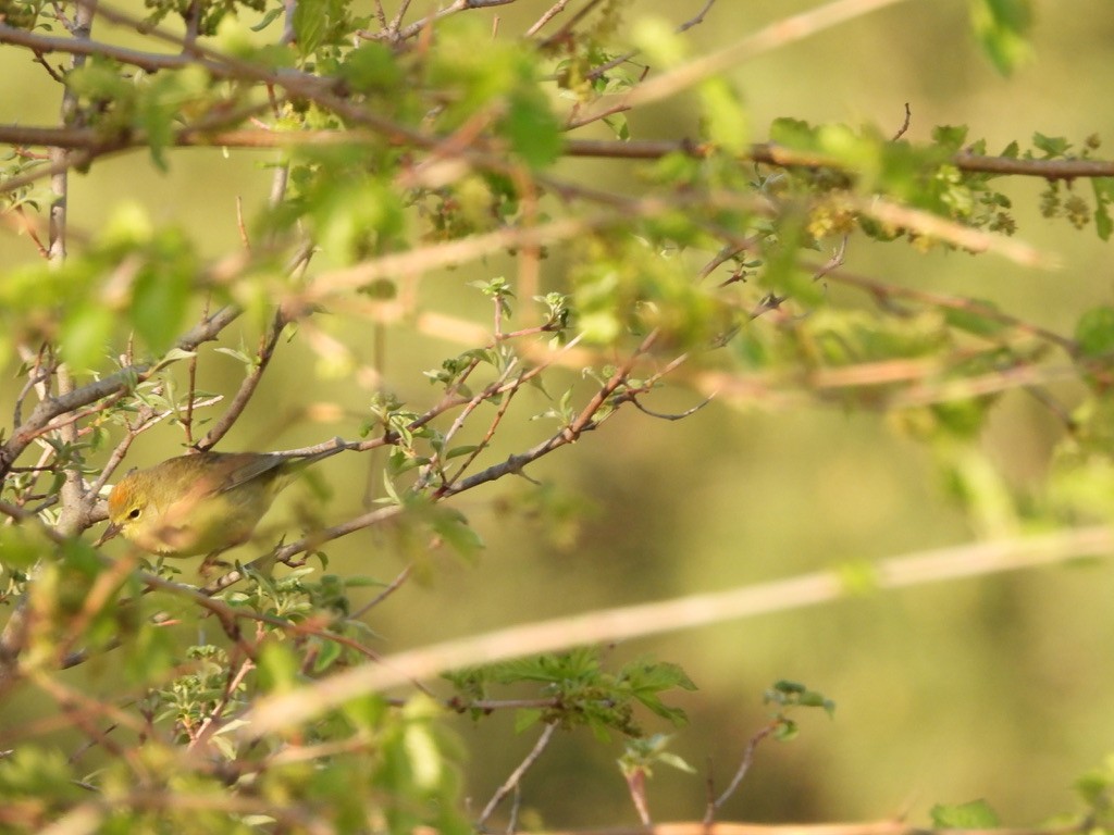 Orange-crowned Warbler - ML618339296