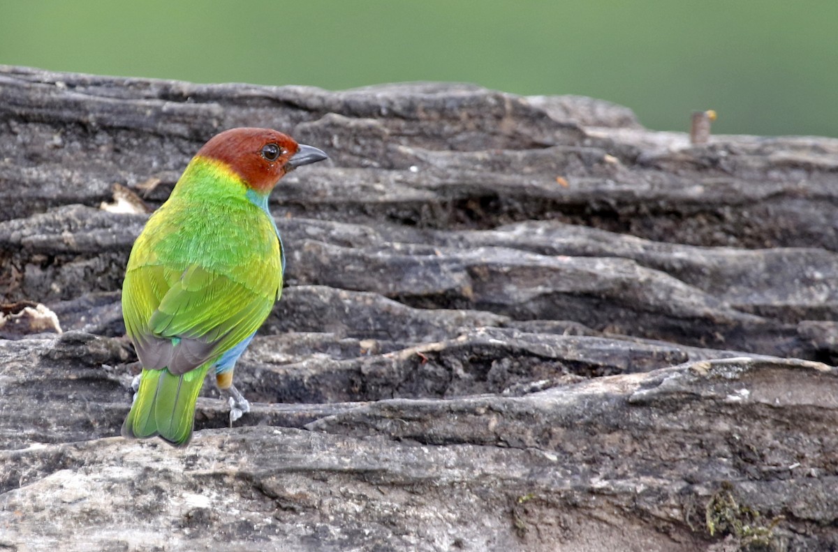 Bay-headed Tanager - ML618339298