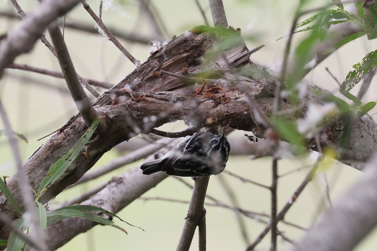 Black-and-white Warbler - ML618339302