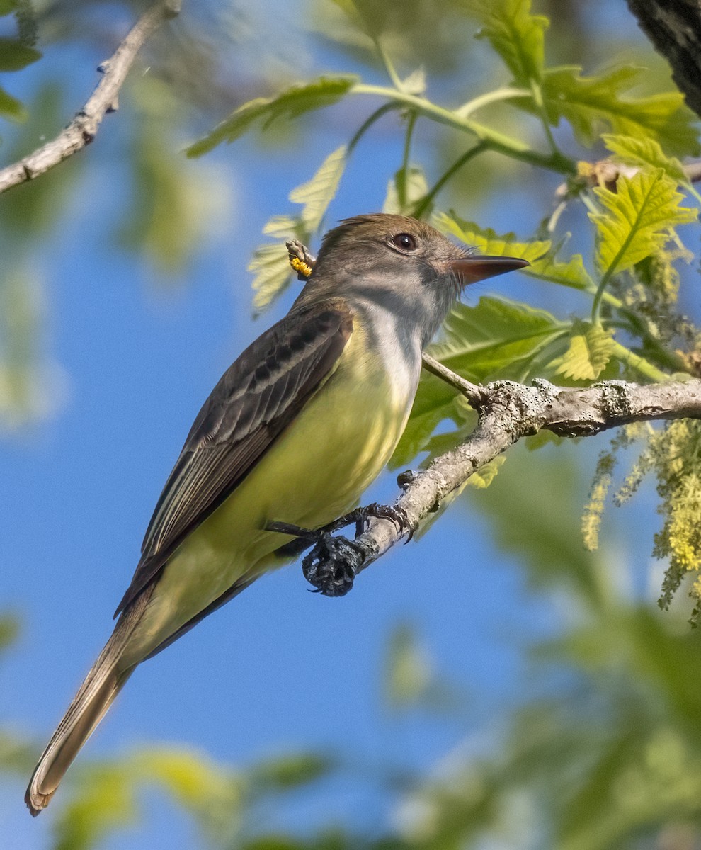 Great Crested Flycatcher - ML618339333