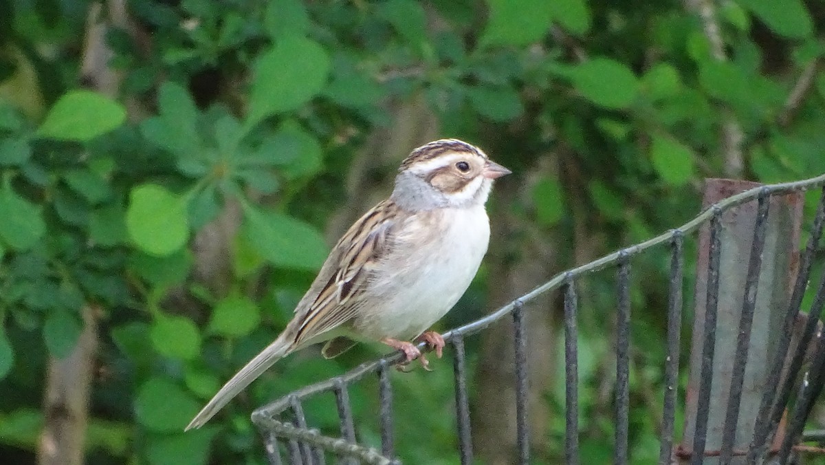 Clay-colored Sparrow - ML618339348