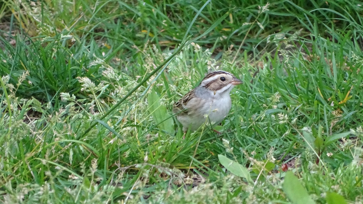 Clay-colored Sparrow - ML618339364