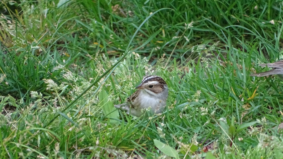 Clay-colored Sparrow - ML618339369