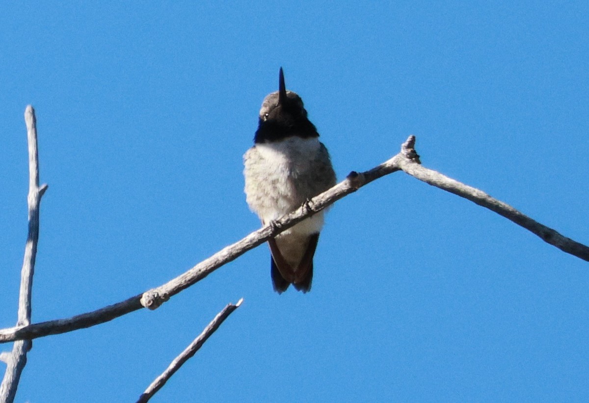Black-chinned Hummingbird - ML618339382