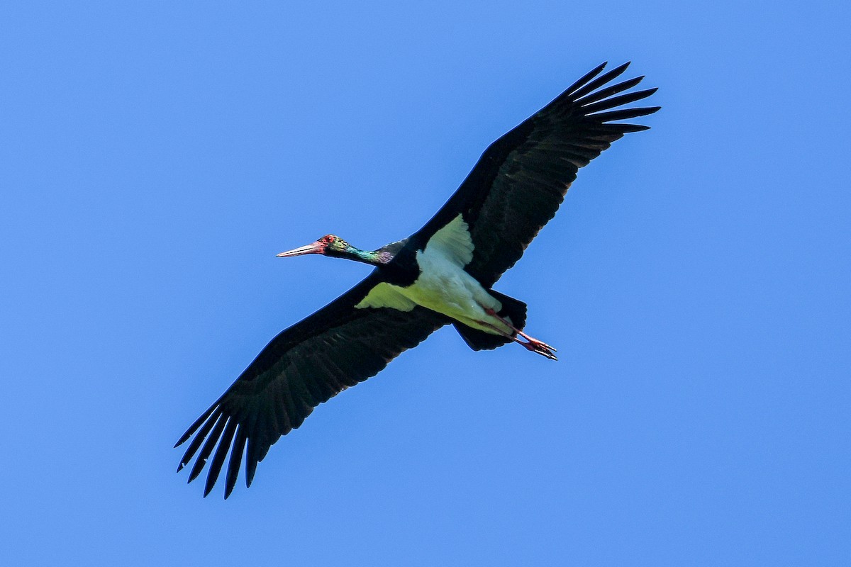 Black Stork - ML618339397