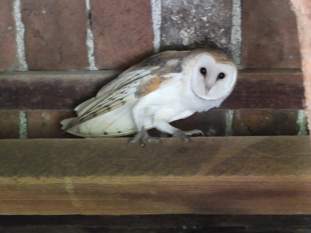 Barn Owl - ML618339401