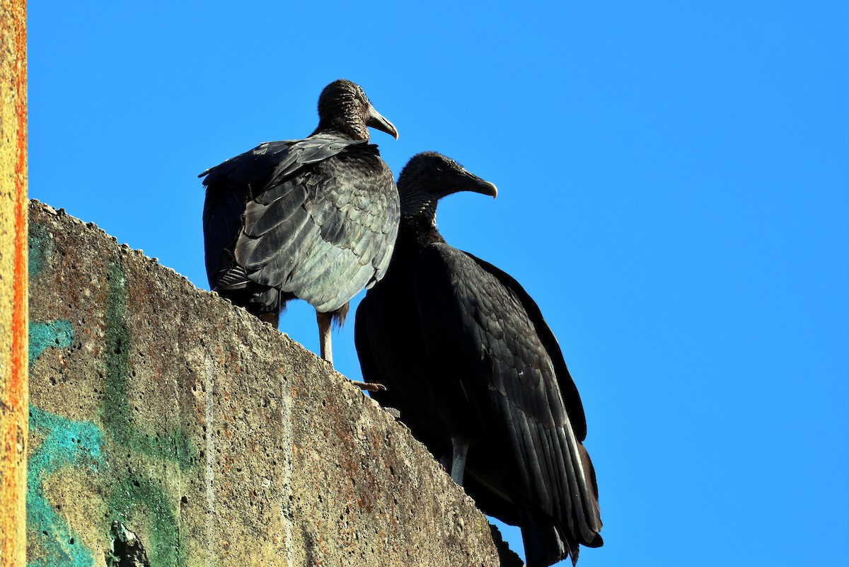 Black Vulture - Vern Bothwell
