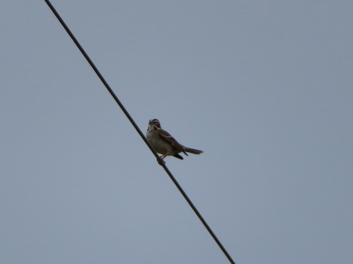 Lark Sparrow - patty kirk
