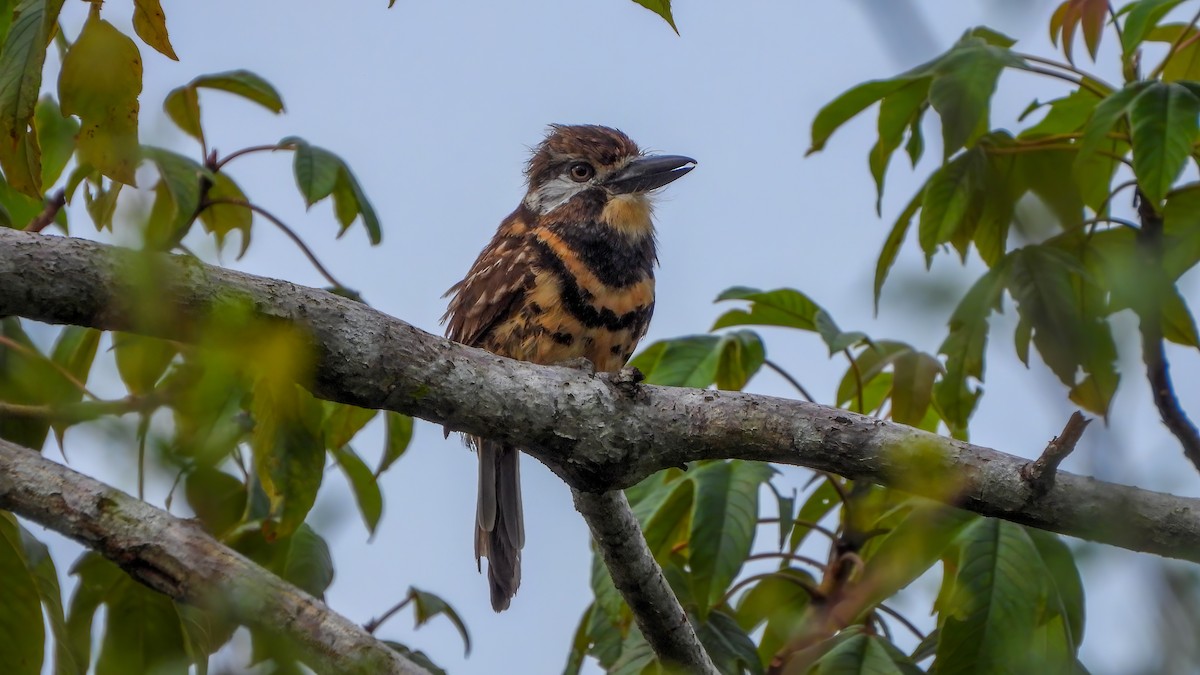 Two-banded Puffbird - ML618339417