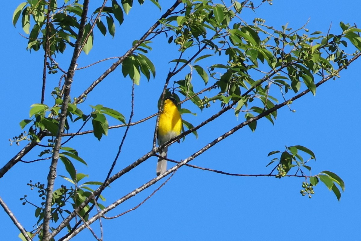 Yellow-breasted Chat - ML618339432